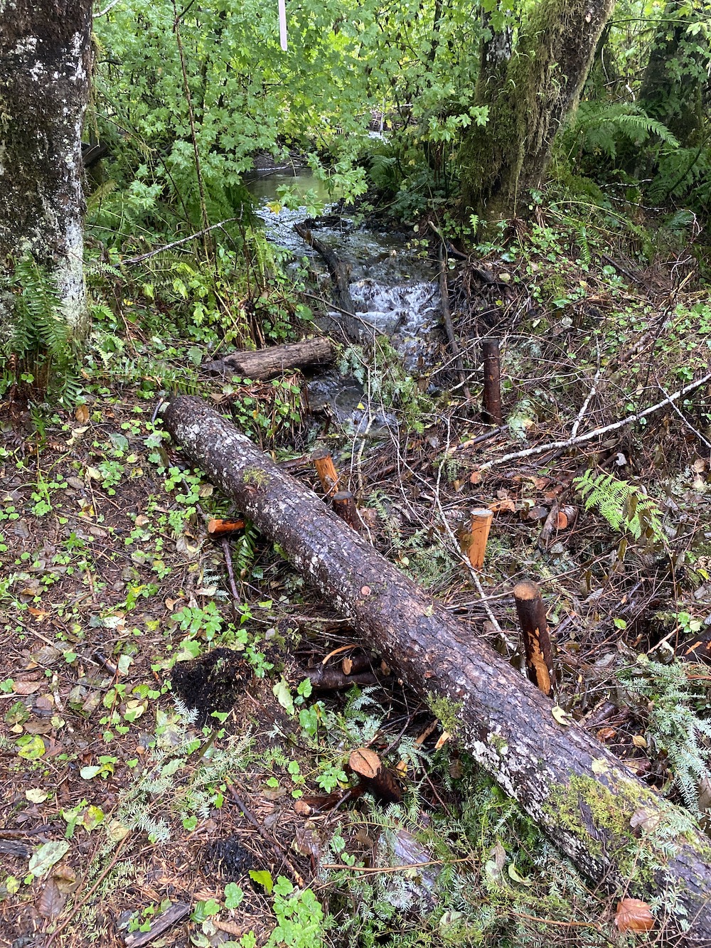 Wynoochee River Tributaries Natural Systems Design and Coastal Geologic Services